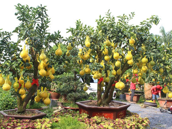 Bưởi Diễn lên tới 70 triệu mỗi cây, xuống đường Sài Gòn 'ăn Tết' sớm
