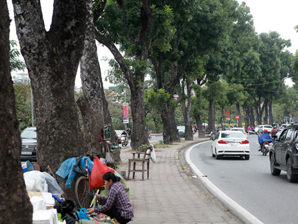 Ngắm hàng cây ở Thủ đô sắp bị 'khai tử' trong ngày đầu năm mới