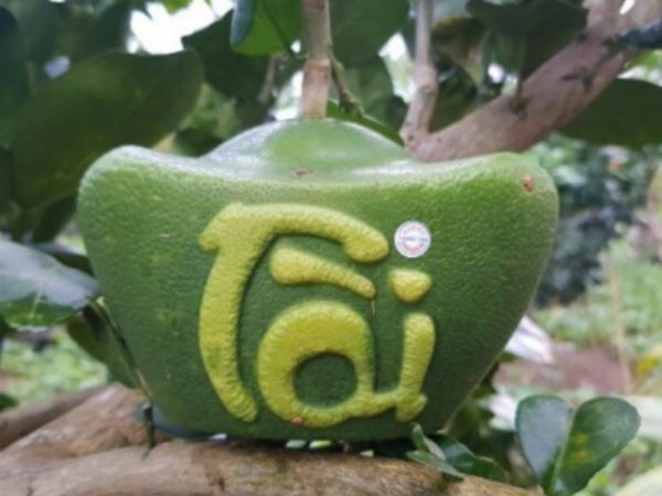 Bưởi thỏi vàng, hồ lô chưa Tết đã 'cháy' hàng