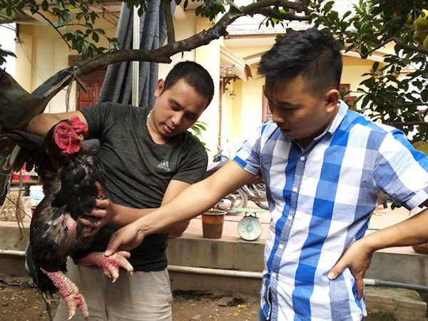 Video: : Đại gia đua nhau đặt hàng gà 'chân voi' nghìn đô ăn Tết
