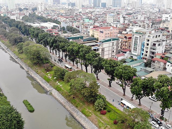 500 cây xà cừ hàng chục năm tuổi trước ngày chặt hạ