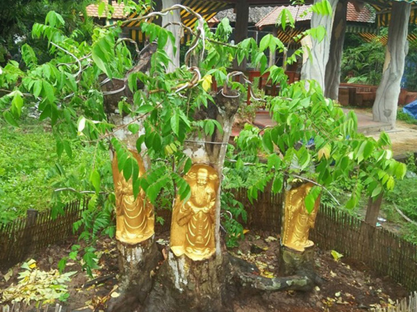 Thú chơi dát vàng lên thân cây sống: 'Không ai vì một chỉ vàng mà làm hỏng cây cả tỷ đồng'