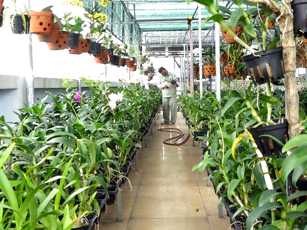 Video: Vườn lan 500 m2 trồng trên sân thượng ở Sài Gòn