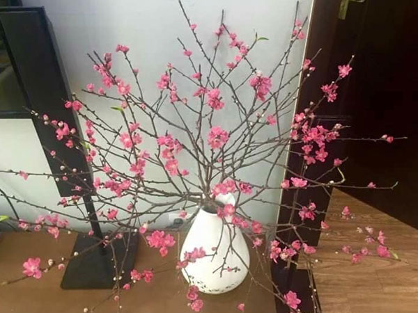 Chưa Tết hoa đào đã cháy hàng vì khách muốn chơi sớm