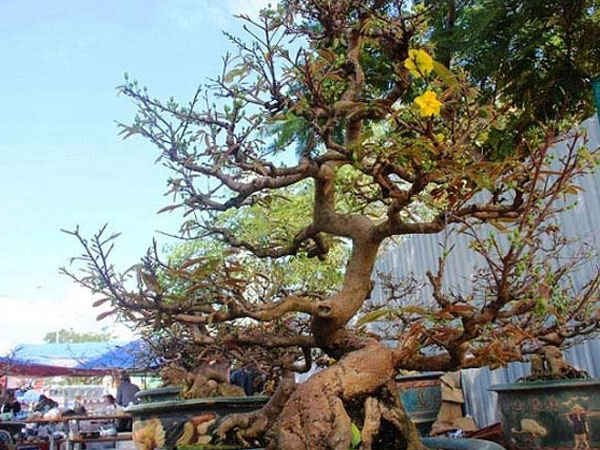 Mai cổ thụ chơi Tết được đặt thuê sớm