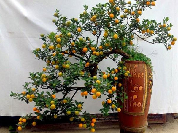 Chọn đúng 'cây thần' gác cổng giúp xua đuổi tà khí, lộc vượng quanh năm