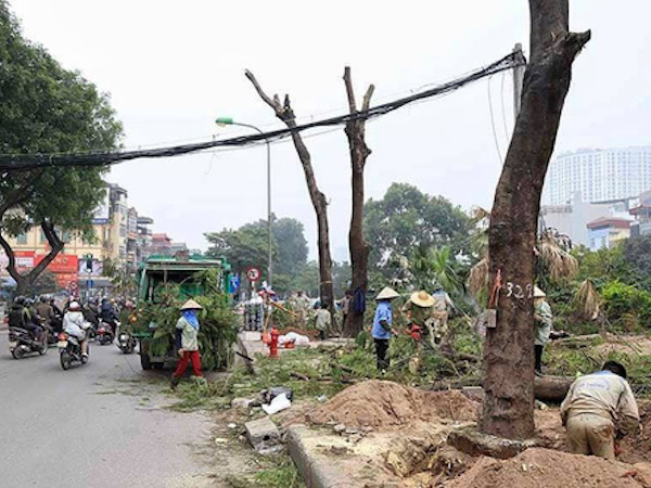 Hà Nội chi hơn 7 triệu đồng chặt mỗi cây xanh trên đường Láng dài 4 km