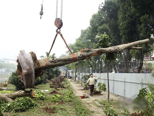 Hà Nội khai tử hàng cây đẹp nhất ven sông Tô Lịch
