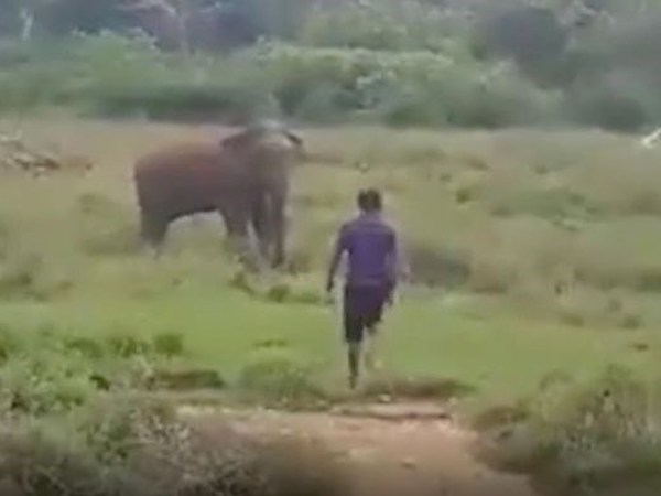 Cố thôi miên voi hoang dã, người đàn ông bị quật chết