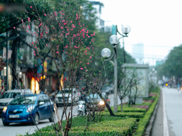 Chùm ảnh: Hoa đào đã nở đỏ rực trên những tuyến phố Hà Nội, Tết đã đến rất gần rồi!