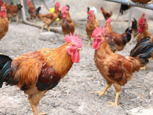 Đầu tháng Chạp, giá gà bắt đầu tăng