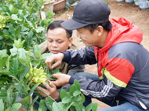 Làng phật thủ lớn nhất Hà Nội sẵn sàng xuất hàng đón Tết
