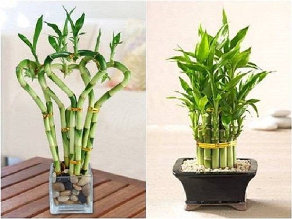 Người tuổi Mão giàu lên nhanh chóng nhờ thêm thứ này trong nhà