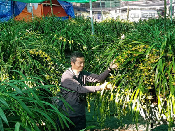 Đại gia Hà thành chi 1,5 tỷ mua 500 nhành lan huyền thoại chơi Tết