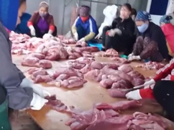 Video: Tận thấy những kẻ vô lương 'hóa phép' lợn chết thành lợn gác bếp