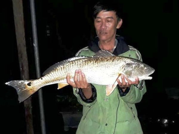 Cá lạ nghi sủ vàng nặng 5 kg dính lưới ngư dân