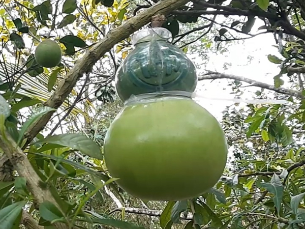 Video: Xâm nhập thủ phủ đào tiên hồ lô Tài - Lộc - Thọ Tết nào cũng cháy hàng
