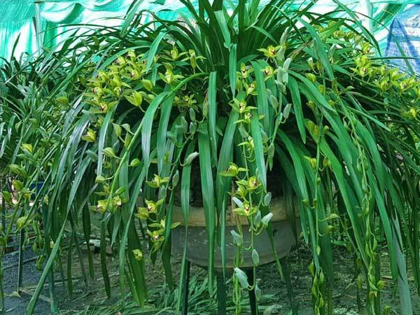 Khu vườn 'huyền thoại' ở Lào Cai, mỗi năm chỉ thu 1 lần 20 tỷ