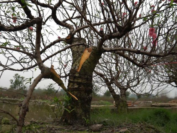 Ảnh: Hàng trăm gốc đào trị giá hơn nửa tỷ bị phá hoại trong đêm