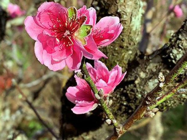 Đào 'má hồng' Đà Lạt được thuê chưng Tết giá 30 triệu đồng