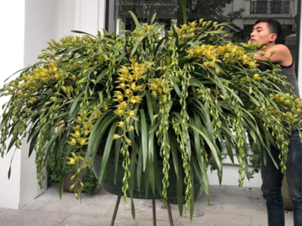 Địa lan kiếm Trần Mộng hơn trăm triệu đồng một chậu