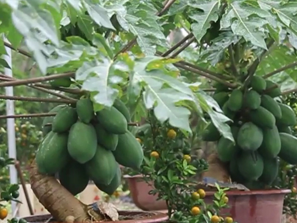 VIdeo: Đu đủ bonsai giá hàng triệu đồng bán dịp Tết
