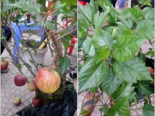 Hí hửng tậu được chậu táo lùn vừa độc vừa lạ để chơi Tết, cô nàng chưng hửng khi thấy cành nở ra ..hoa dâm bụt