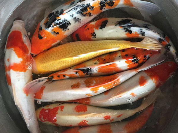 23 tháng Chạp, ông Công ông Táo cưỡi cá Koi Nhật về trời