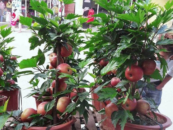 'Siêu phẩm' chỉ người Việt mới nghĩ ra: Táo trĩu quả trên cây dâm bụt