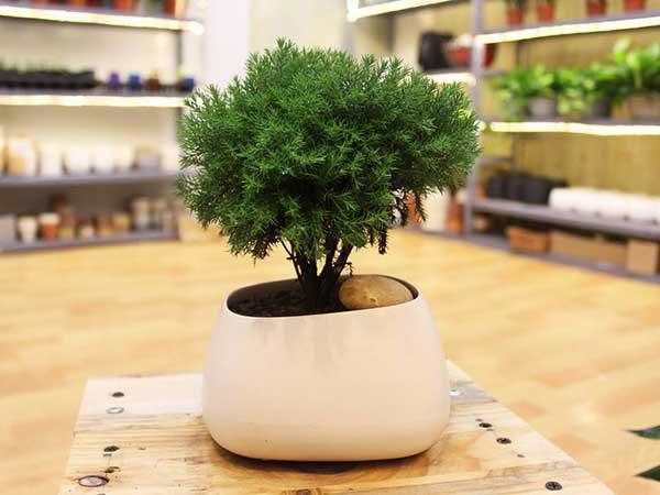 Tuổi nào trồng giống đó, 12 loại cây phong thủy đặt đâu cũng lộc vào tấp nập