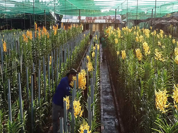 Video: Vườn lan hơn 20.000 m2 ở Sài Gòn tất bật trước Tết