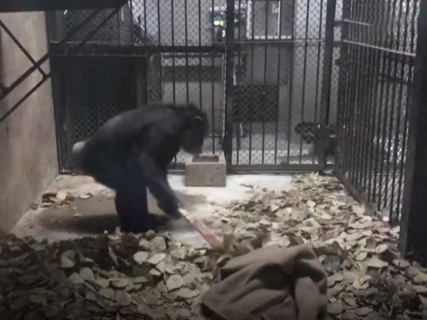 Video: Tinh tinh tự dùng chổi quét dọn chuồng ở Trung Quốc