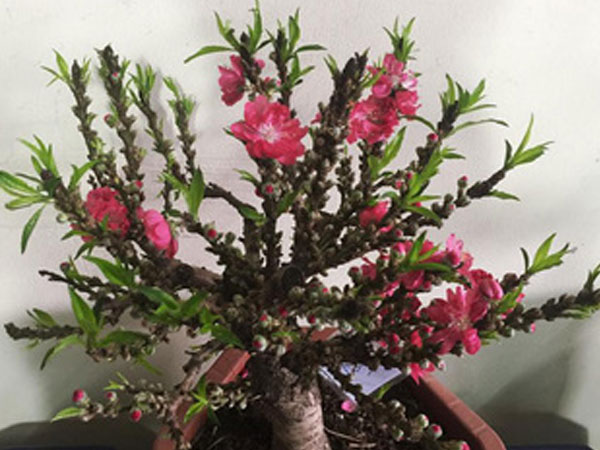 Đào Trung Quốc tiền triệu tràn ngập chợ Tết