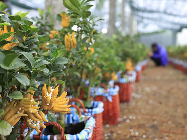 Lạ kỳ 'bàn tay Phật' trên chậu cây mini, anh nông dân thu tiền tỷ