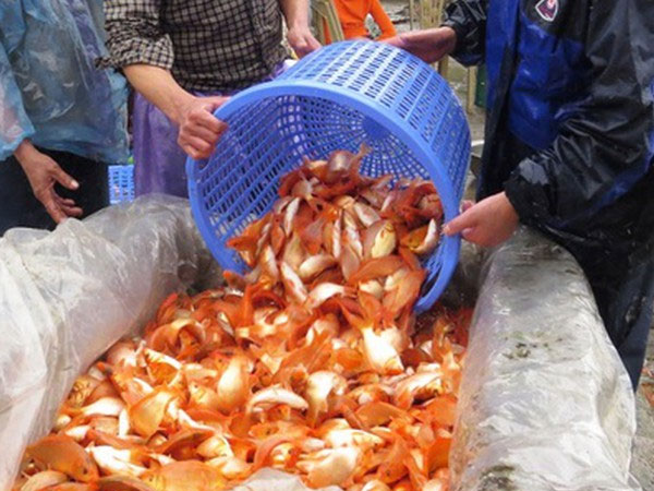 Video: Làng nghề cá chép xuất hơn 40 tấn dịp Tết ông Công ông Táo