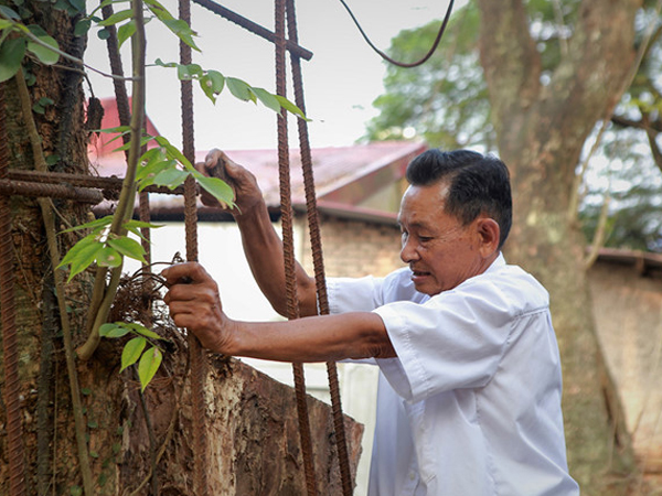Chặt cây sưa trăm tỷ trước Tết, dân vui vẻ vì hết cảnh thấp thỏm