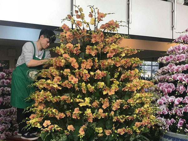 Lan hồ điệp giá tiền triệu đắt khách dịp Tết Nguyên đán