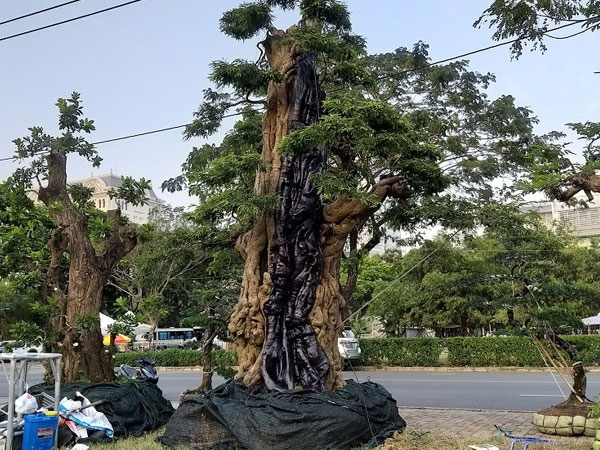 Cây me cổ thụ 300 tuổi, 'hét giá' 2 tỷ ở Hội hoa xuân Sài Gòn