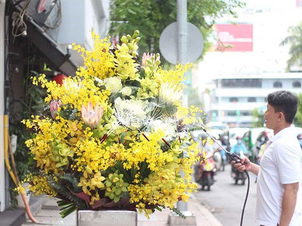 Hoa lan Tết 'cháy hàng', đắt đến… từng centimet