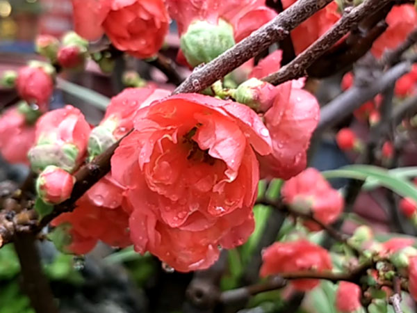 Mai đỏ Trung Quốc để mấy tháng không tàn, về chợ Việt giá tiền triệu