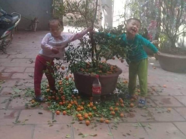 Hí hửng sắm được cây quất như ý, ông bố 'khóc ròng' vì hành động của hai cậu con trai