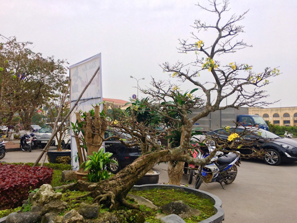 Ngắm cây Mai tiến Vua gần trăm tuổi "hét" giá 5 tỉ đồng