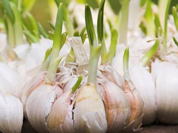 Sau Tết đừng tiếc rẻ những thực phẩm này vì rất độc hại, tuyệt đối đừng ăn