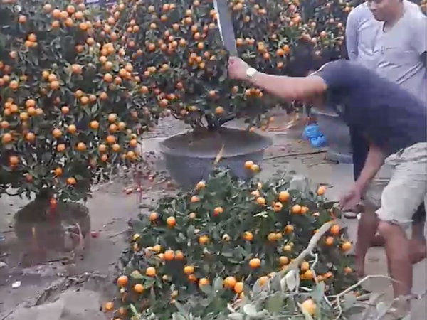Clip: Tiểu thương chợ hoa Hạ Long tự tay chặt phá quất cảnh vì bị trả giá quá rẻ