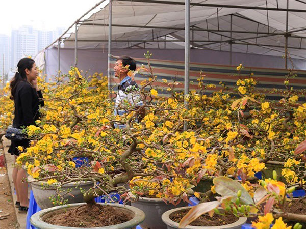 Dự báo thời tiết 3/2: Miền Bắc có nơi nóng 30 độ như mùa hè