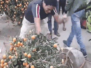 Nhất định không bán cho khách với giá rẻ, người đàn ông cầm dao chặt quất cảnh giữa chợ