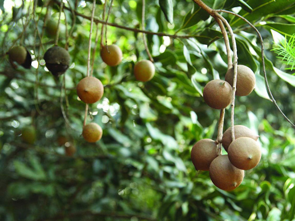 Sự thật về loại hạt nhiều gia đình bày trong khay mứt Tết: vì sao lại là đắt nhất thế giới