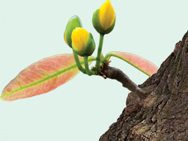 Tản mạn chuyện… bỗng trỗi dậy, bừng bừng