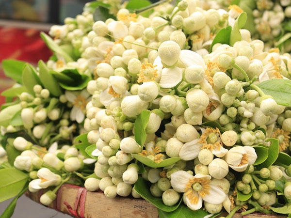 Đào phai, mai tàn, dân Hà thành chơi hoa bày đĩa nửa triệu/kg