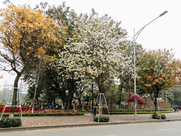 Hà Nội đẹp đến nao lòng mùa cây thay lá, màu vàng nên thơ phủ khắp phố phường
